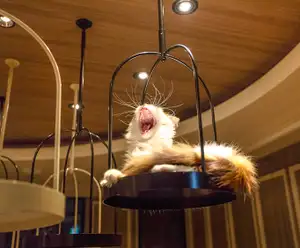 Coastal Cat Cafe Pensacola Beach, FL