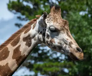 Gulf Breeze Zoo Pensacola Beach, FL
