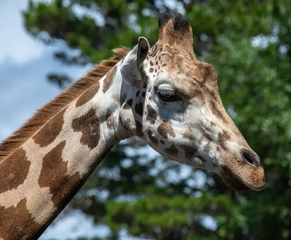 Gulf Breeze Zoo Pensacola Beach, FL