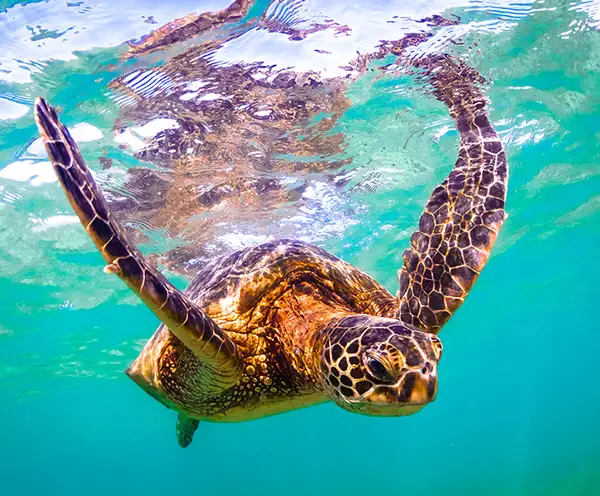 Navarre Beach Sea Turtle Conservation Center Pensacola