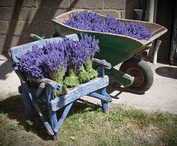 La Grange Lavender Company