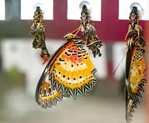 Butterfly Atrium at Hershey Gardens Hershey, PA