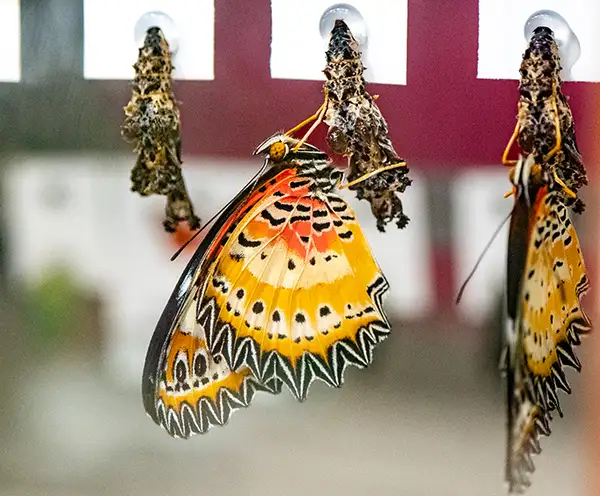 Butterfly Atrium at Hershey Gardens Hershey, PA